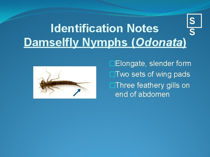 Identification Notes Damselfly Nymphs (Odonata) S S �Elongate, slender form �Two sets of wing