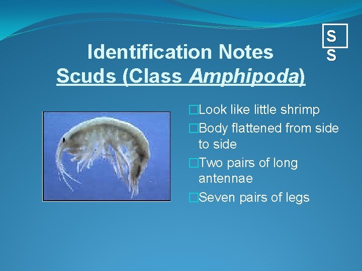 Identification Notes Scuds (Class Amphipoda) S S �Look like little shrimp �Body flattened from