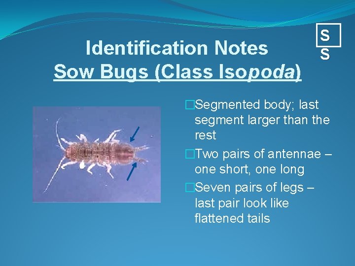 Identification Notes Sow Bugs (Class Isopoda) S S �Segmented body; last segment larger than