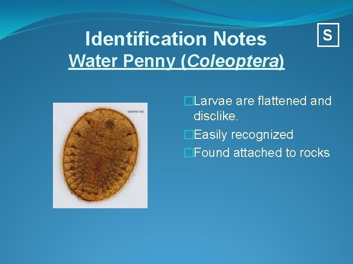 Identification Notes S Water Penny (Coleoptera) �Larvae are flattened and disclike. �Easily recognized �Found