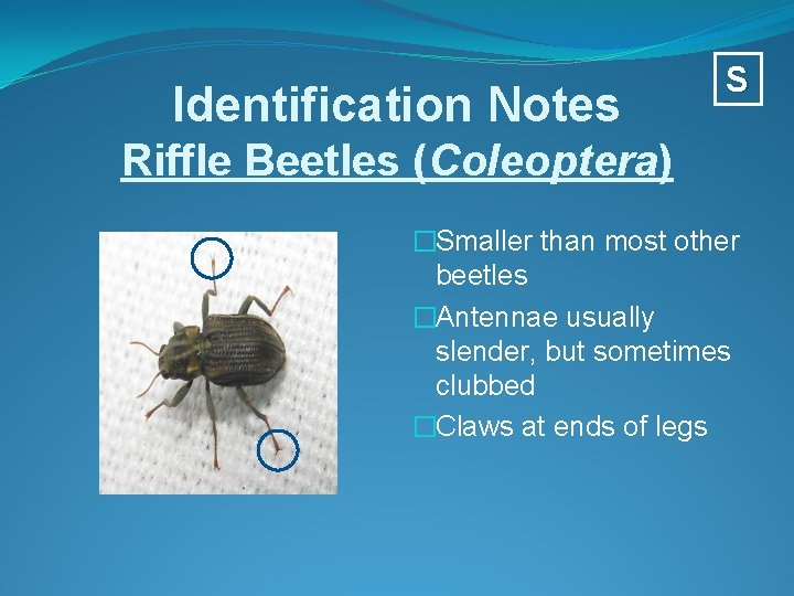 Identification Notes S Riffle Beetles (Coleoptera) �Smaller than most other beetles �Antennae usually slender,