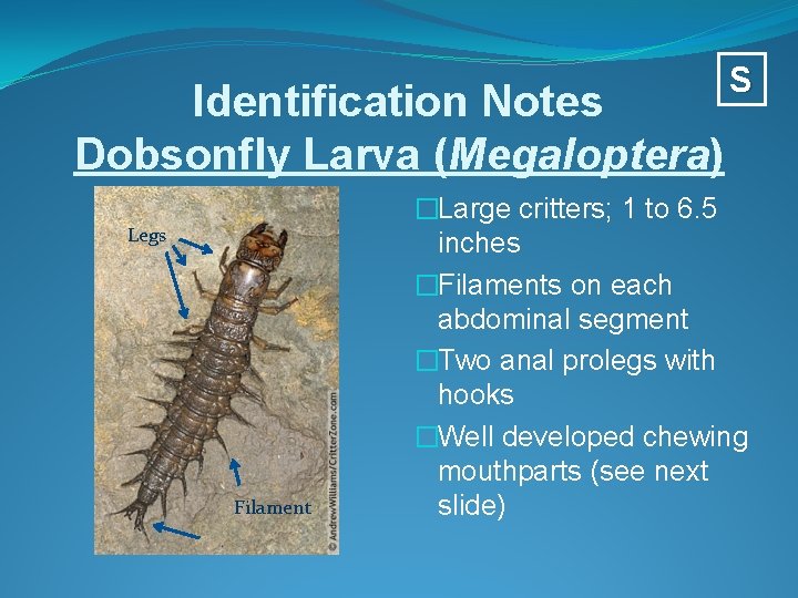 Identification Notes Dobsonfly Larva (Megaloptera) Legs Filament S �Large critters; 1 to 6. 5