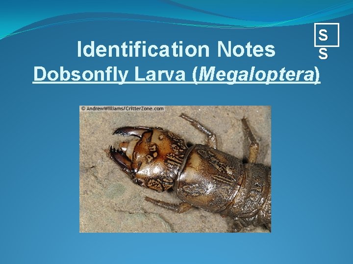 Identification Notes S S Dobsonfly Larva (Megaloptera) 