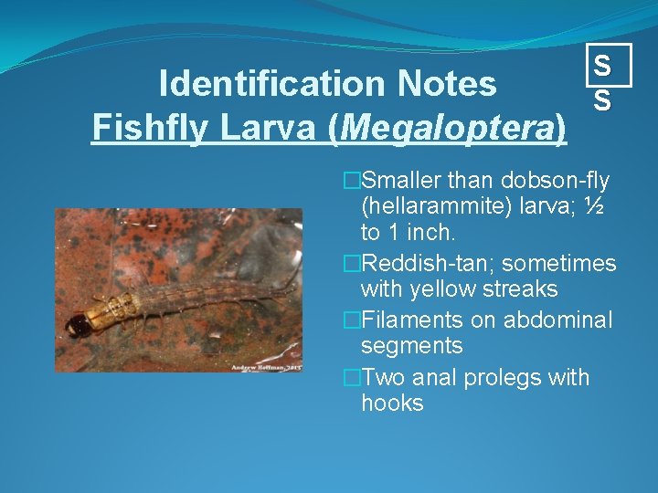 Identification Notes Fishfly Larva (Megaloptera) S S �Smaller than dobson-fly (hellarammite) larva; ½ to