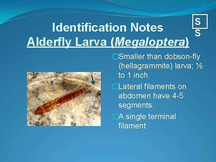 Identification Notes Alderfly Larva (Megaloptera) S S �Smaller than dobson-fly (hellagrammite) larva; ½ to