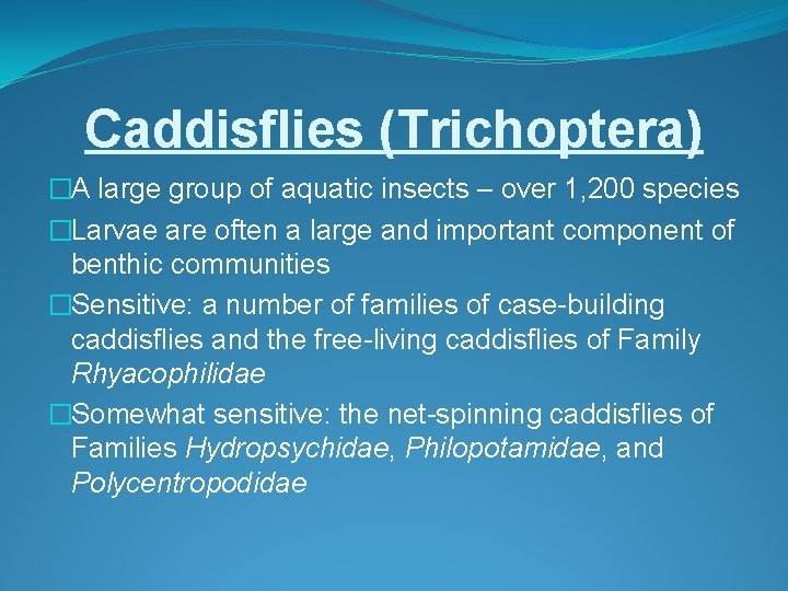 Caddisflies (Trichoptera) �A large group of aquatic insects – over 1, 200 species �Larvae