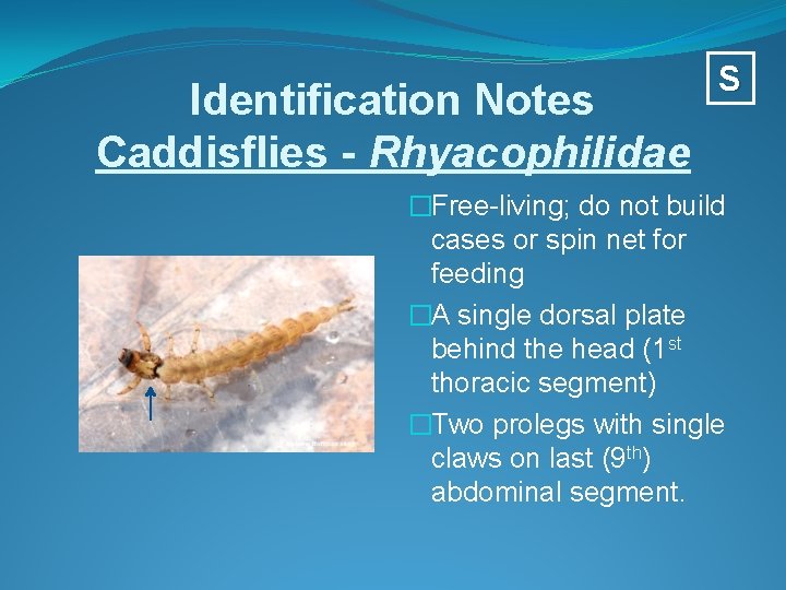 Identification Notes Caddisflies - Rhyacophilidae S �Free-living; do not build cases or spin net