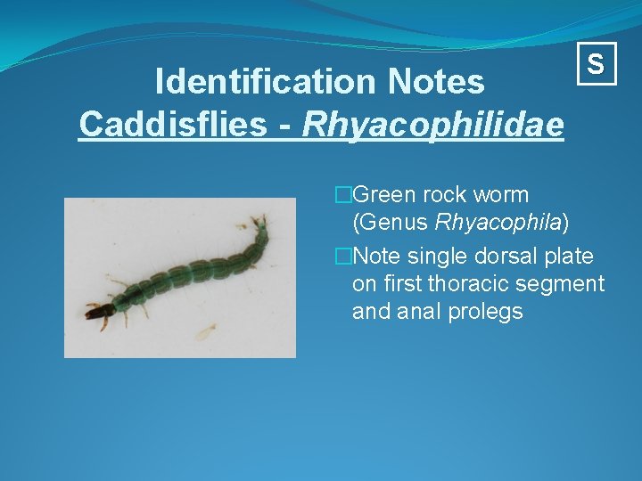 Identification Notes Caddisflies - Rhyacophilidae S �Green rock worm (Genus Rhyacophila) �Note single dorsal