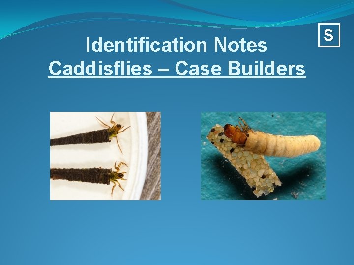 Identification Notes Caddisflies – Case Builders S 