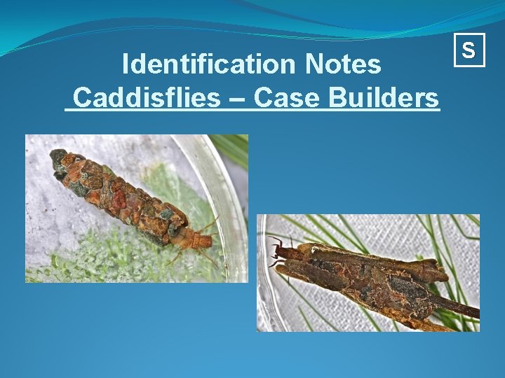 Identification Notes Caddisflies – Case Builders S 