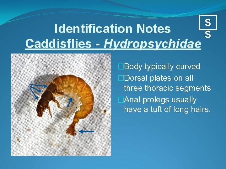 Identification Notes Caddisflies - Hydropsychidae S S �Body typically curved �Dorsal plates on all