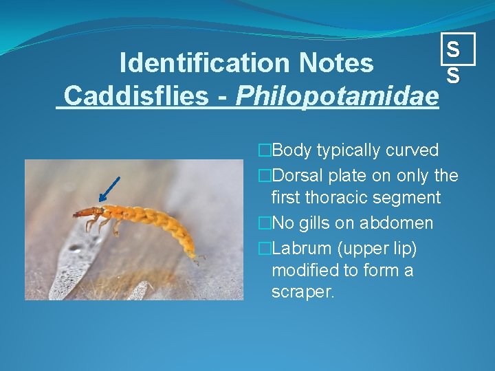 Identification Notes Caddisflies - Philopotamidae S S �Body typically curved �Dorsal plate on only