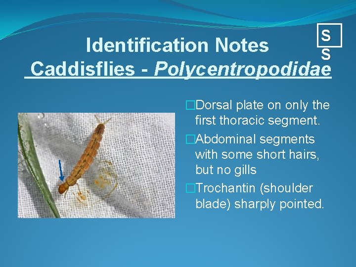S S Identification Notes Caddisflies - Polycentropodidae �Dorsal plate on only the first thoracic
