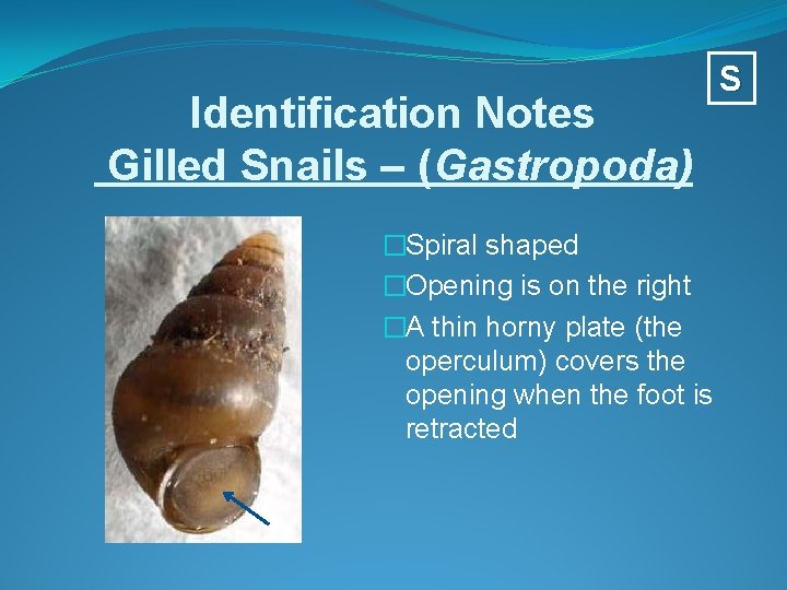 Identification Notes Gilled Snails – (Gastropoda) �Spiral shaped �Opening is on the right �A