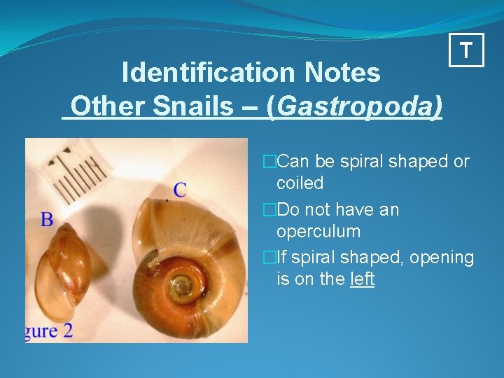 Identification Notes Other Snails – (Gastropoda) T �Can be spiral shaped or coiled �Do