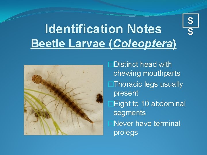 Identification Notes Beetle Larvae (Coleoptera) �Distinct head with chewing mouthparts �Thoracic legs usually present