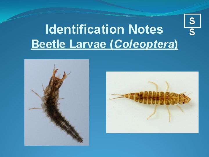 Identification Notes Beetle Larvae (Coleoptera) S S 