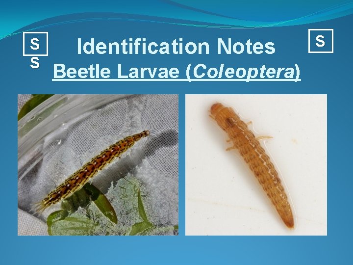 S S Identification Notes Beetle Larvae (Coleoptera) S 