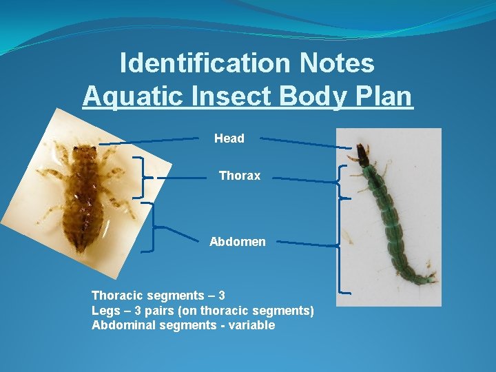 Identification Notes Aquatic Insect Body Plan Head Thorax Abdomen Thoracic segments – 3 Legs