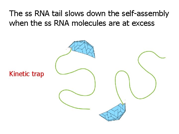 The ss RNA tail slows down the self-assembly when the ss RNA molecules are