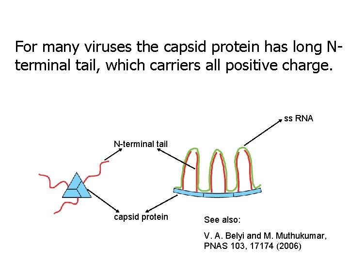 For many viruses the capsid protein has long Nterminal tail, which carriers all positive
