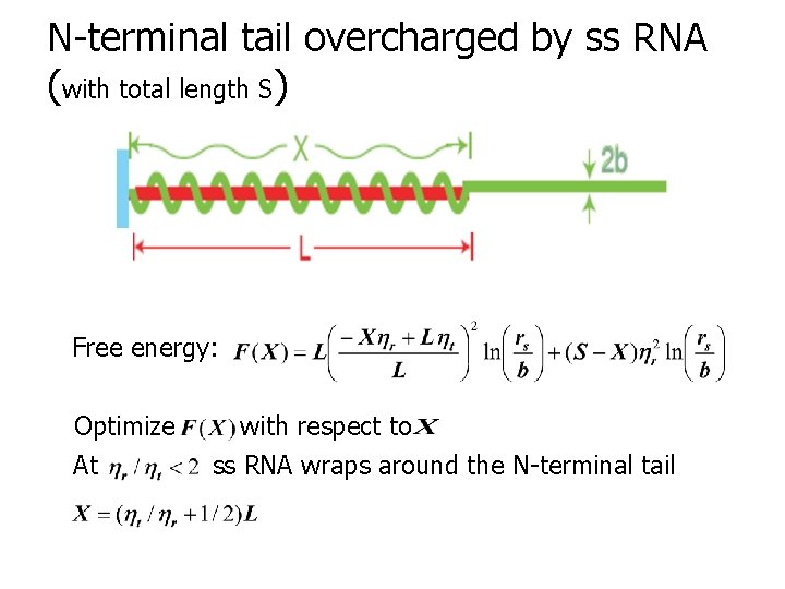 N-terminal tail overcharged by ss RNA (with total length S) Free energy: Optimize At