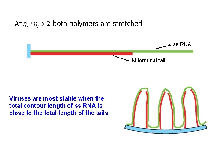 At both polymers are stretched ss RNA N-terminal tail Viruses are most stable when