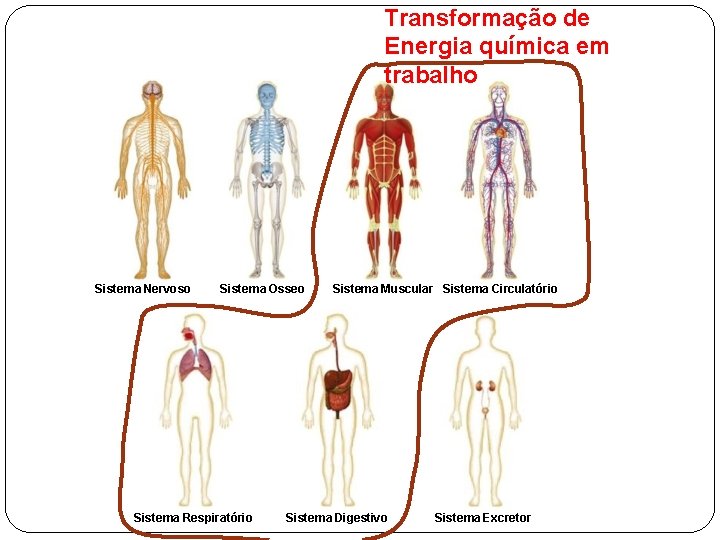 Transformação de Energia química em trabalho Sistema Nervoso Sistema Ósseo Sistema Respiratório Sistema Muscular