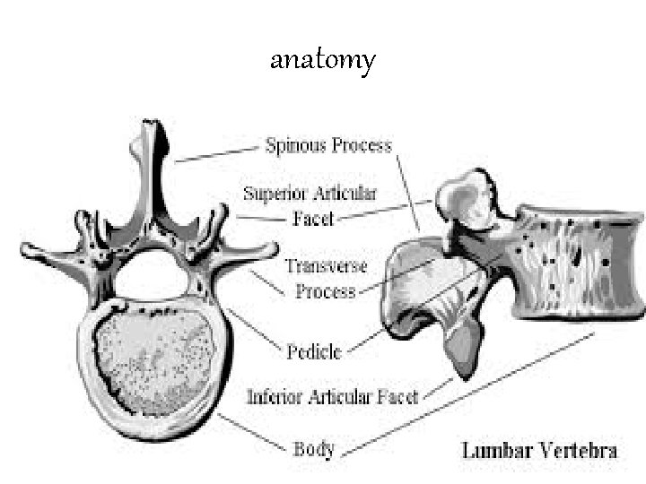 anatomy 