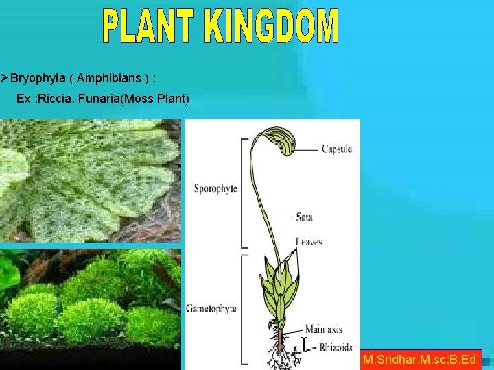 ØBryophyta ( Amphibians ) : Ex : Riccia, Funaria(Moss Plant) M. Sridhar, M. sc: