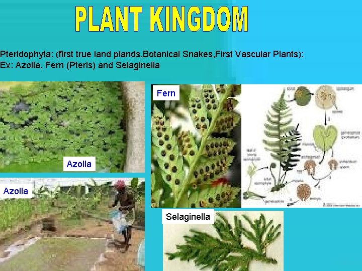 Pteridophyta: (first true land plands, Botanical Snakes, First Vascular Plants): Ex: Azolla, Fern (Pteris)