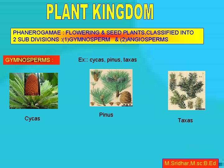 PHANEROGAMAE : FLOWERING & SEED PLANTS, CLASSIFIED INTO 2 SUB DIVISIONS : (1)GYMNOSPERM &