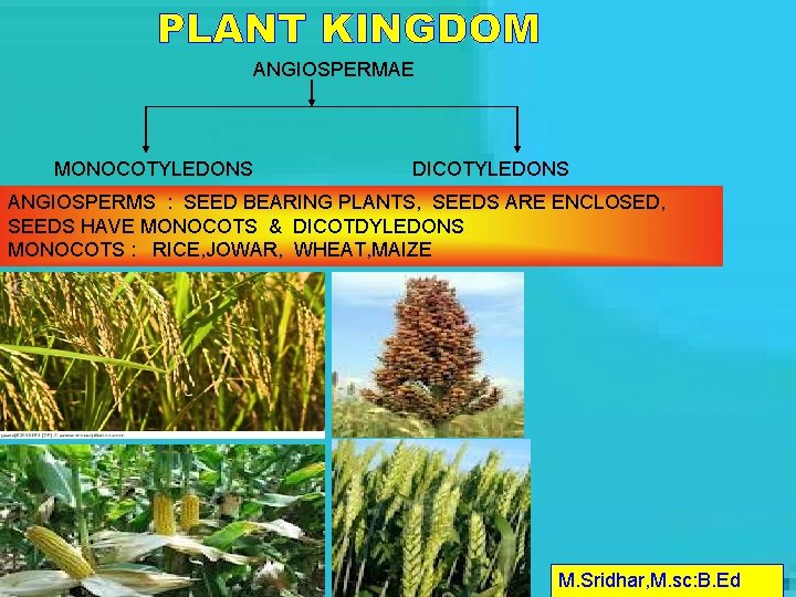 ANGIOSPERMAE MONOCOTYLEDONS DICOTYLEDONS ANGIOSPERMS : SEED BEARING PLANTS, SEEDS ARE ENCLOSED, SEEDS HAVE MONOCOTS
