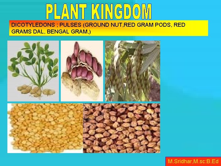 DICOTYLEDONS ; PULSES (GROUND NUT, RED GRAM PODS, RED GRAMS DAL, BENGAL GRAM, )