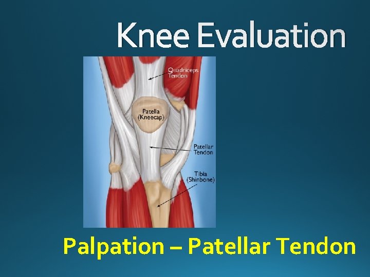 Knee Evaluation Palpation – Patellar Tendon 