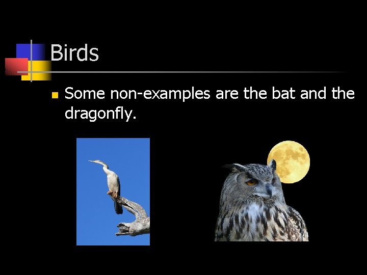 Birds n Some non-examples are the bat and the dragonfly. 