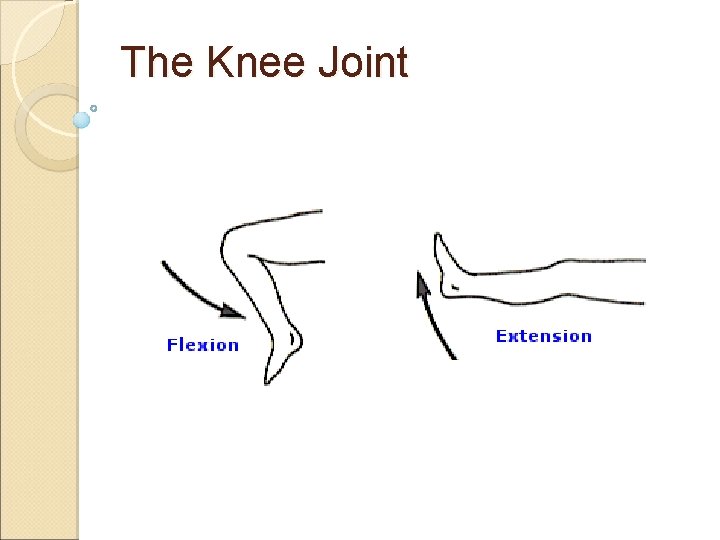 The Knee Joint The Knee Joint