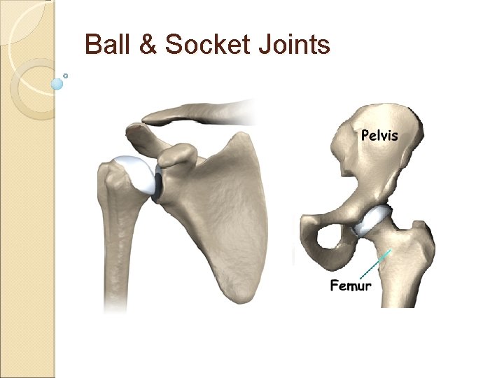 Ball & Socket Joints Ball & Socket Joints