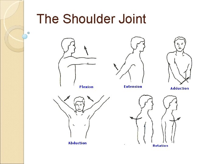 The Shoulder Joint The Shoulder Joint