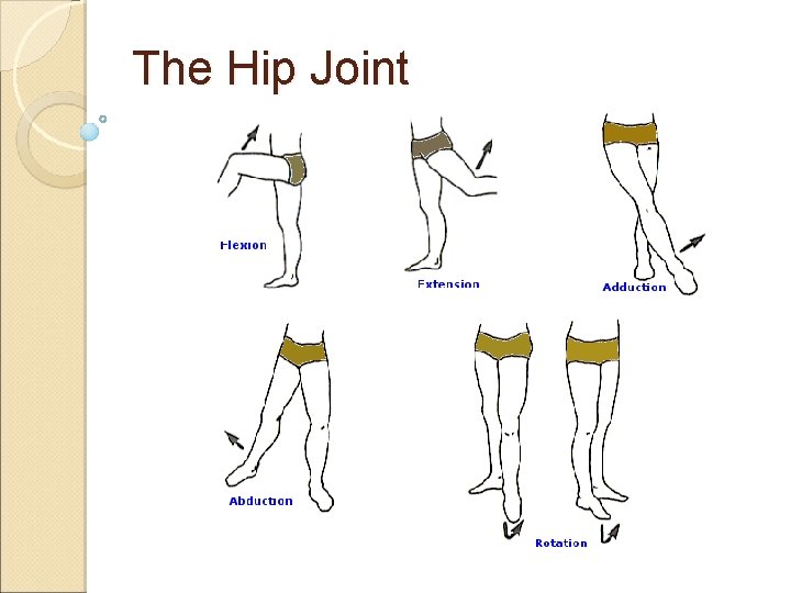 The Hip Joint The Hip Joint