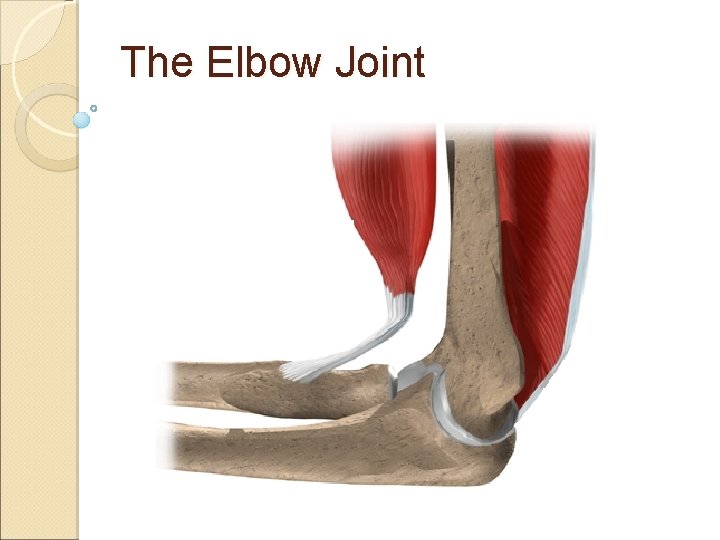 The Elbow Joint The Elbow Joint