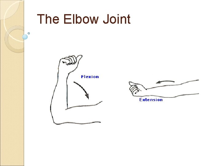 The Elbow Joint The Elbow Joint