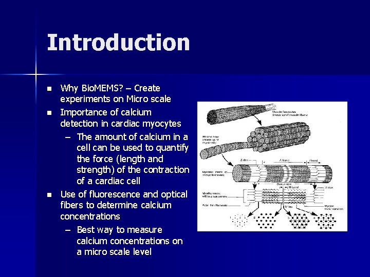 Introduction n Why Bio. MEMS? – Create experiments on Micro scale Importance of calcium
