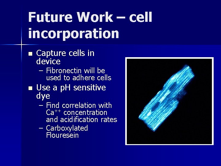 Future Work – cell incorporation n Capture cells in device – Fibronectin will be