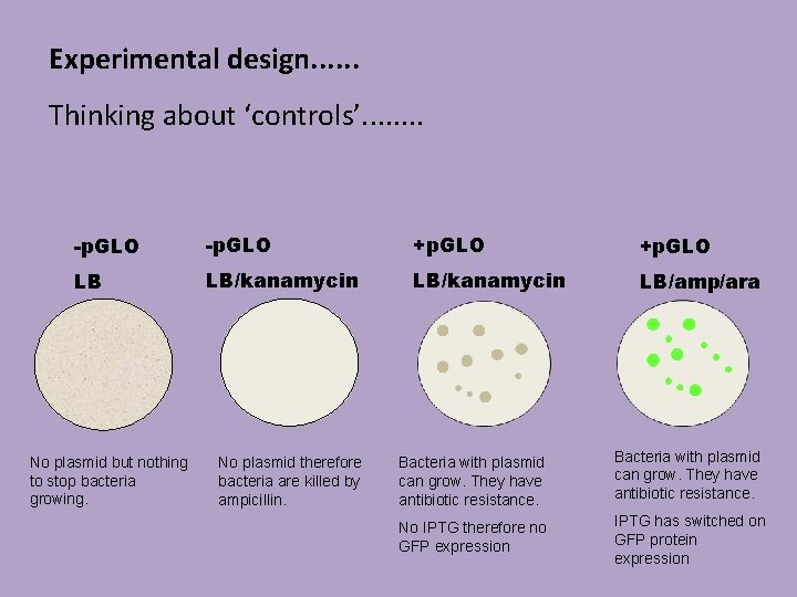 Experimental design. . . Thinking about ‘controls’. . . . -p. GLO +p. GLO