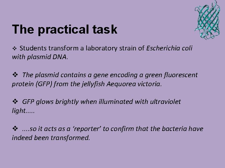 The practical task Students transform a laboratory strain of Escherichia coli with plasmid DNA.
