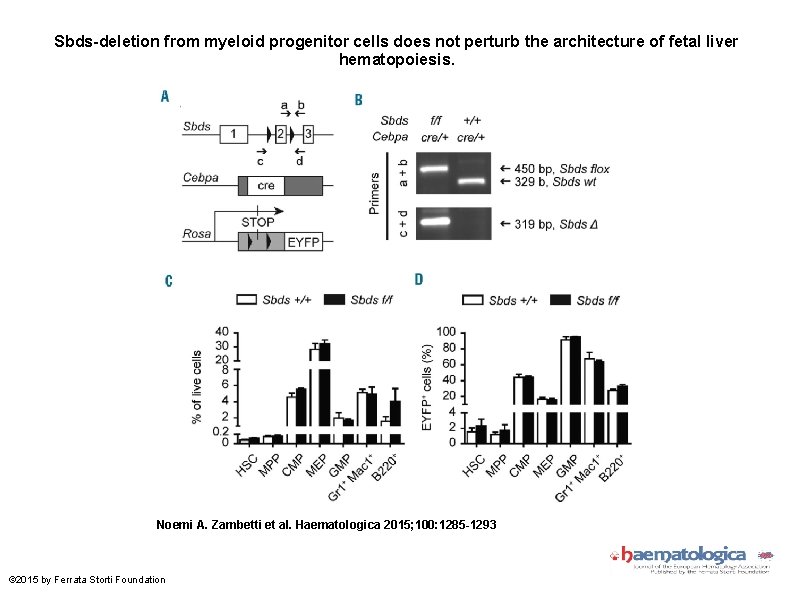 Sbds-deletion from myeloid progenitor cells does not perturb the architecture of fetal liver hematopoiesis.