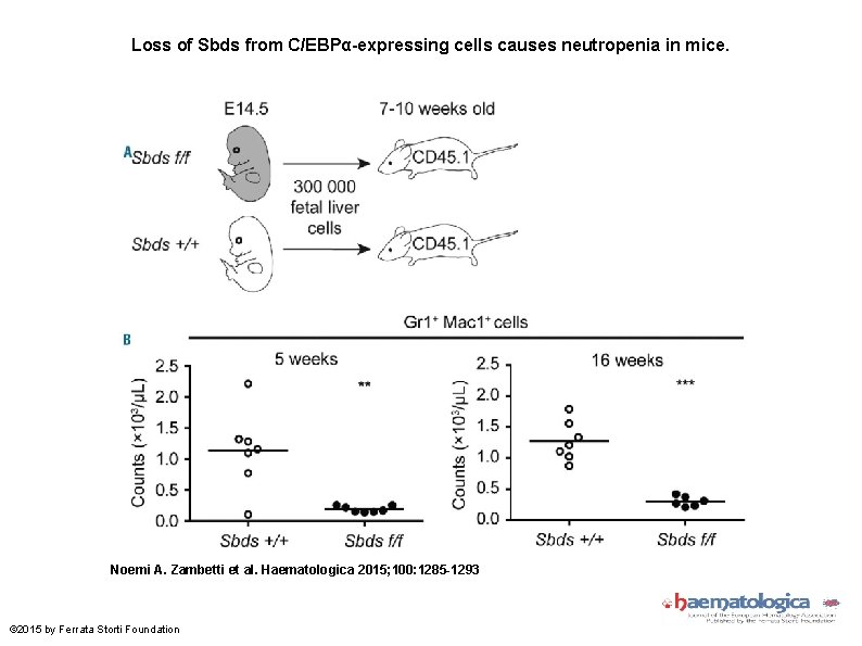 Loss of Sbds from C/EBPα-expressing cells causes neutropenia in mice. Noemi A. Zambetti et