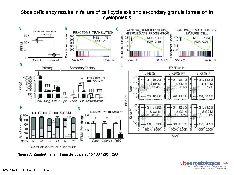 Sbds deficiency results in failure of cell cycle exit and secondary granule formation in