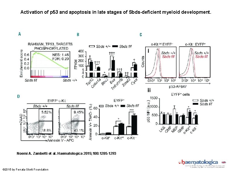 Activation of p 53 and apoptosis in late stages of Sbds-deficient myeloid development. Noemi